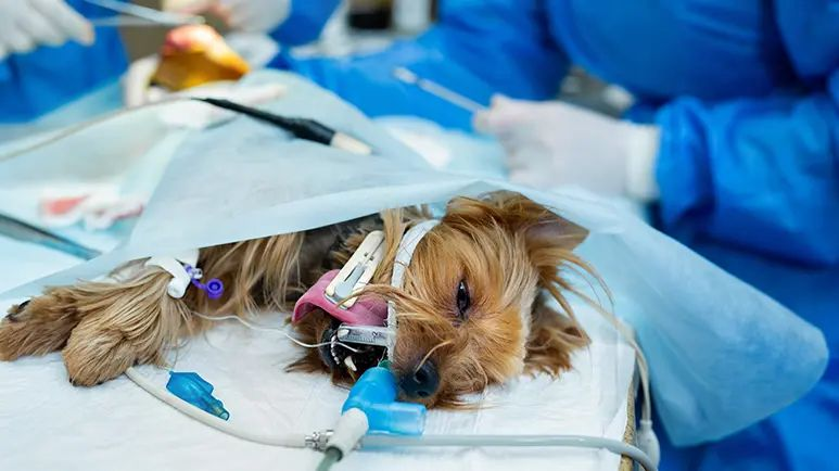 How a Dog Allergist Helps Identify Dog-Specific Allergy Triggers